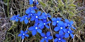 12gentiane_printaniere